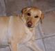 Labrador retriever Meggi <3