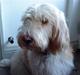 Petit basset griffon wendéen Aase
