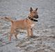 Bullterrier miniature Elmo (DKK) R.I.P. 14.3.11