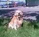 Golden retriever Cæsar R.I.P min stjerne