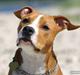 Amerikansk staffordshire terrier Great Vikings Angel Eye