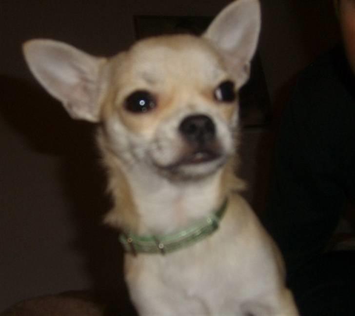 Chihuahua Chilli billede 10