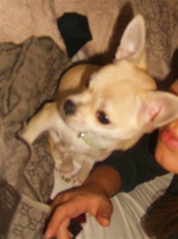 Chihuahua Chilli billede 11