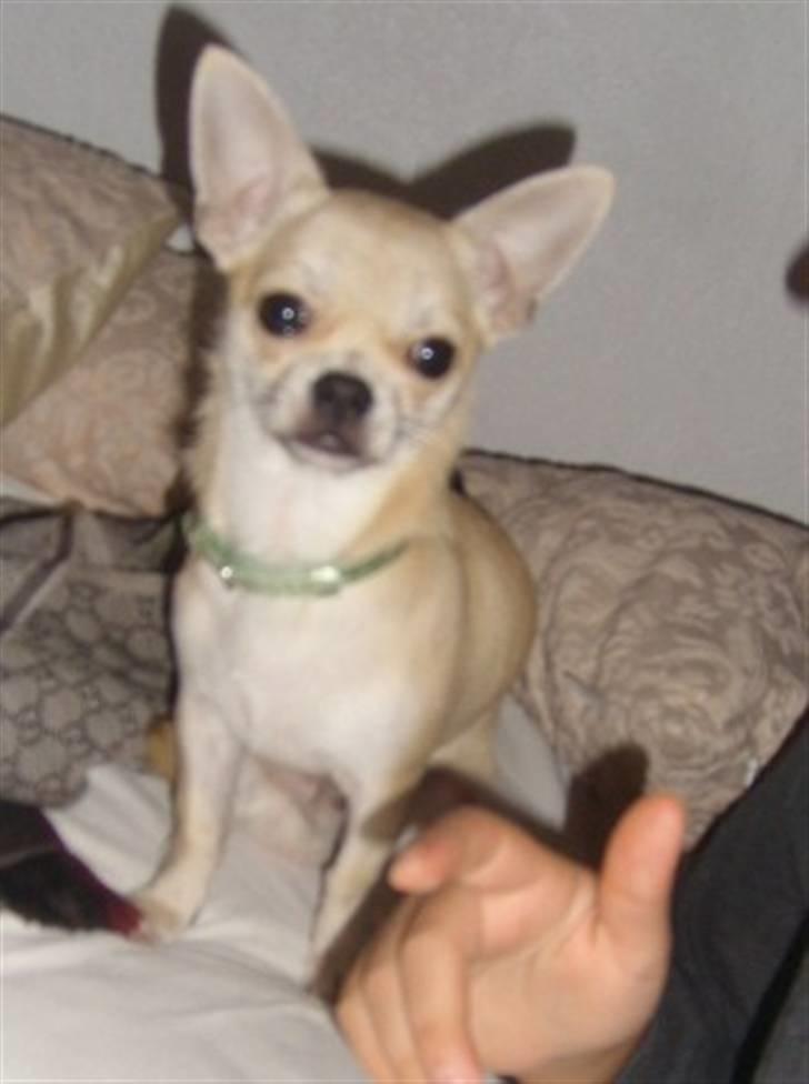 Chihuahua Chilli billede 12