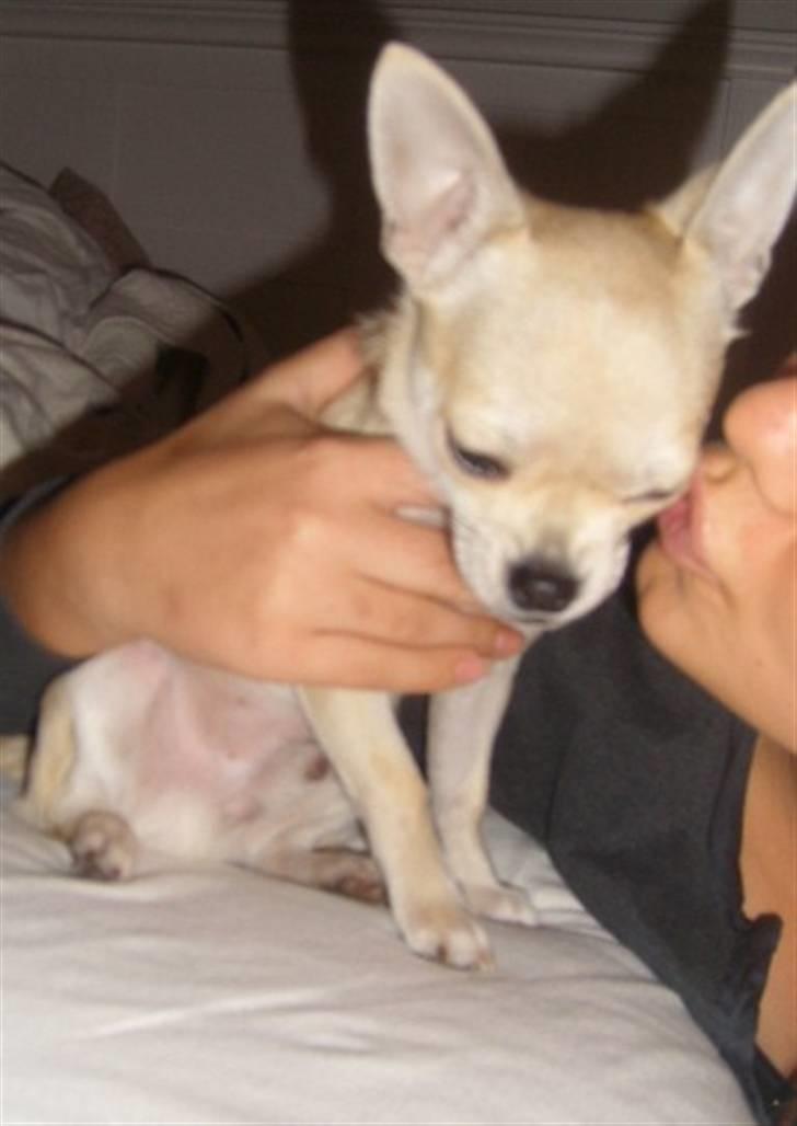 Chihuahua Chilli billede 13