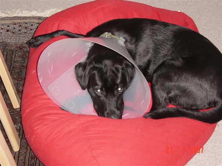 Labrador retriever Rico - Orrrh puttefis! Han var lige kastereret ;D billede 17