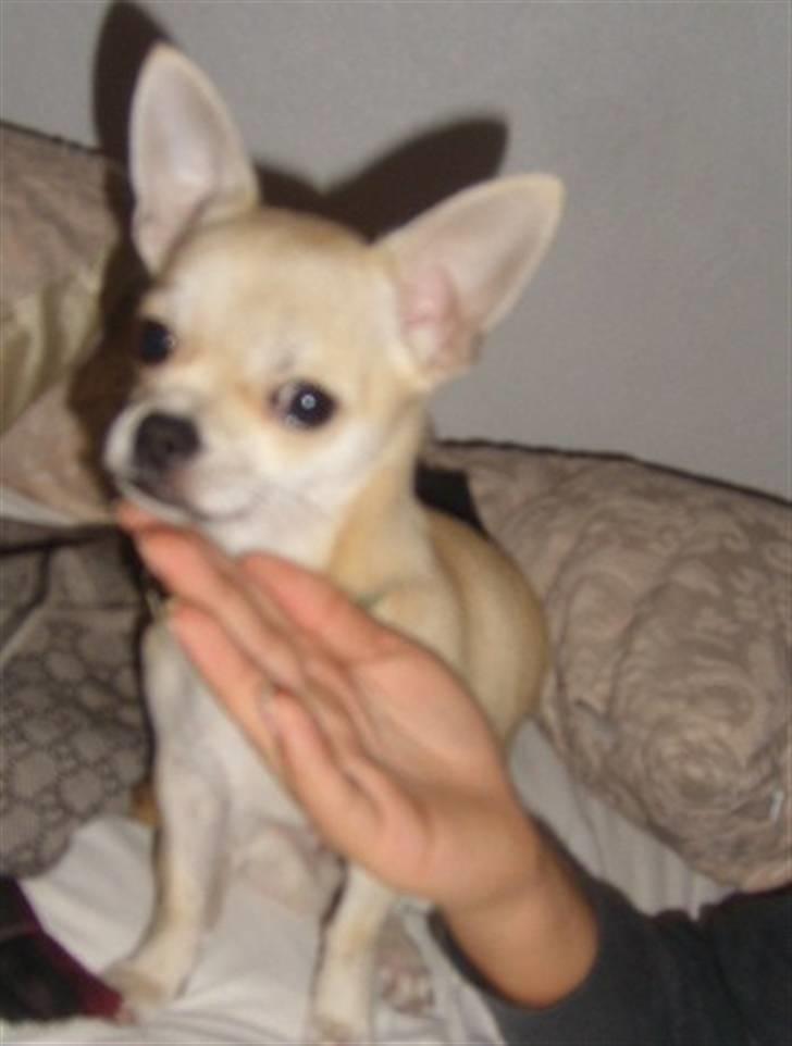 Chihuahua Chilli billede 14