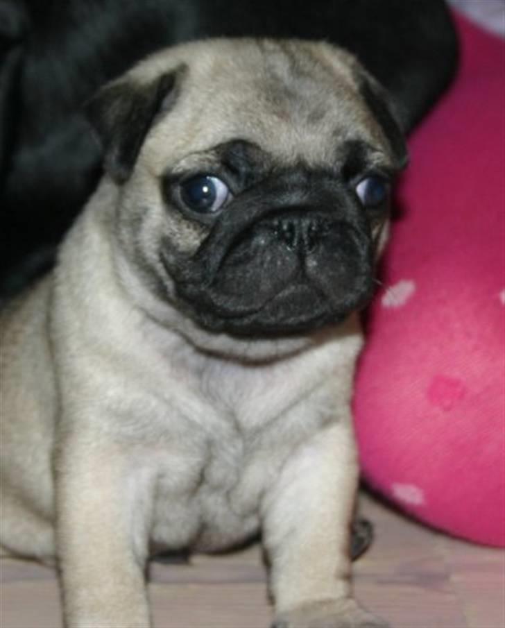Mops Muffi billede 4