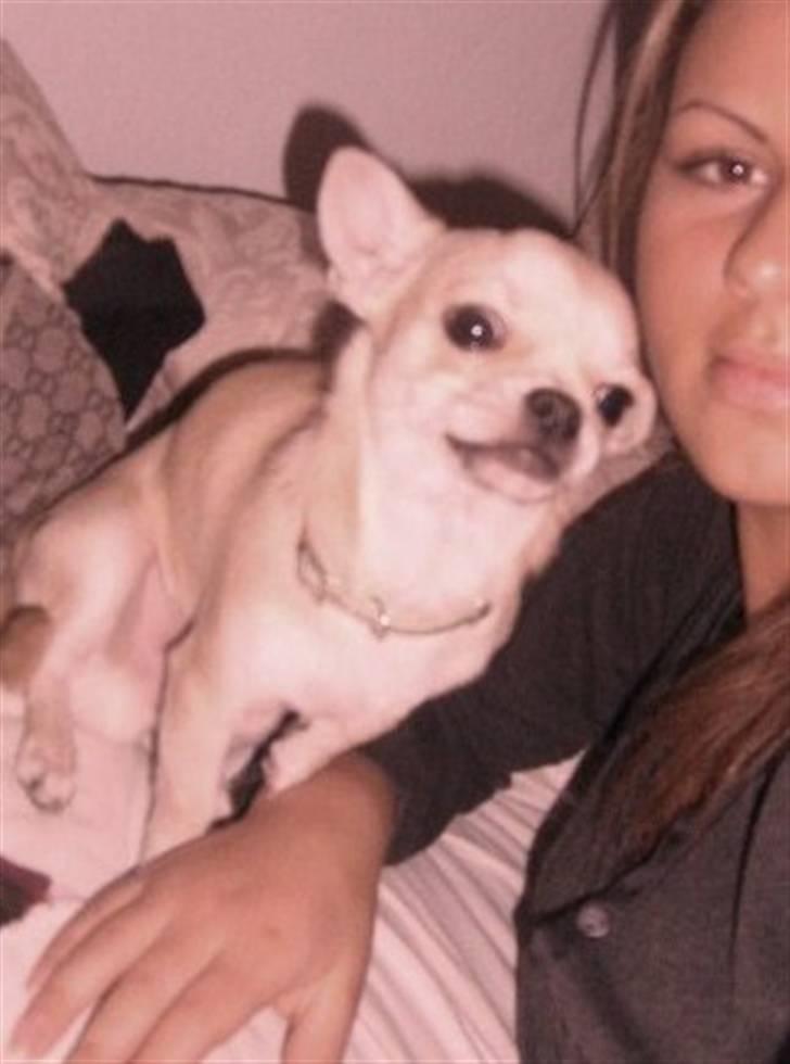 Chihuahua Chilli - jeg skal da med på billedet moar!!  billede 15