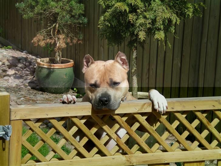 Amerikansk staffordshire terrier Buzz billede 1