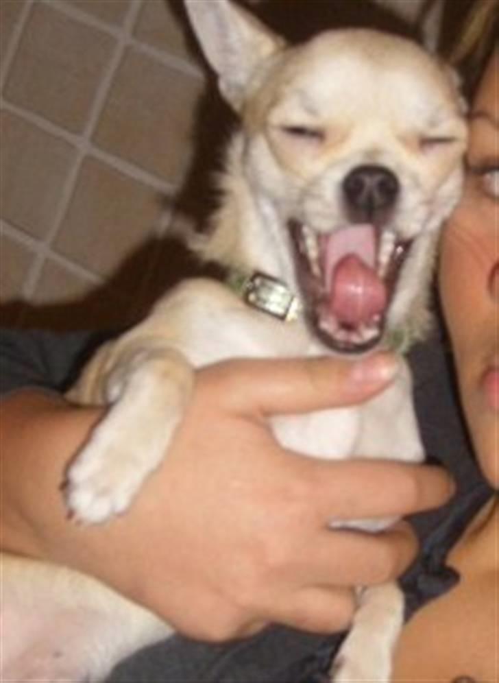 Chihuahua Chilli - jeg er en meget farlig hund! billede 16