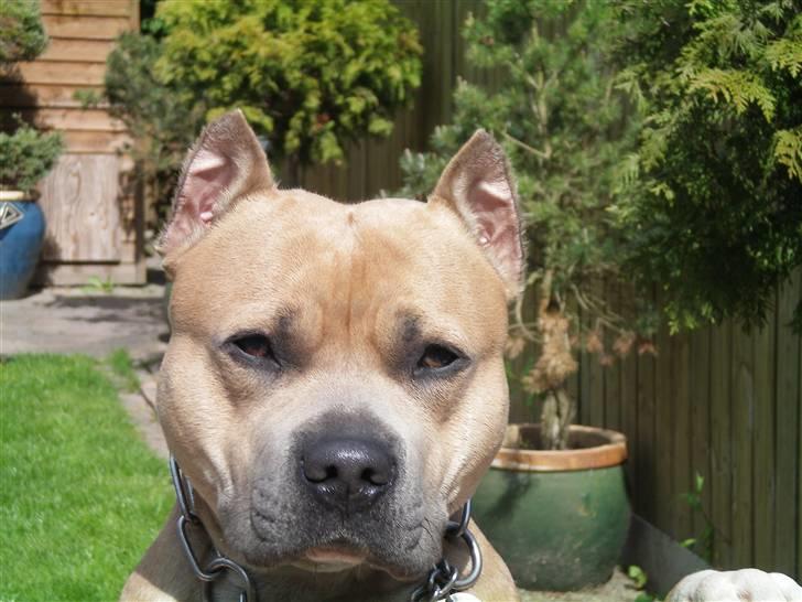 Amerikansk staffordshire terrier Buzz billede 2