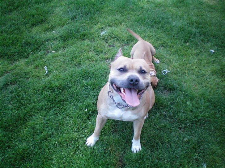 Amerikansk staffordshire terrier Buzz billede 3