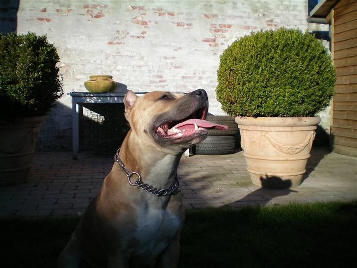 Amerikansk staffordshire terrier Buzz billede 4