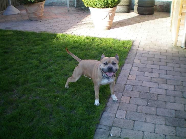 Amerikansk staffordshire terrier Buzz billede 5