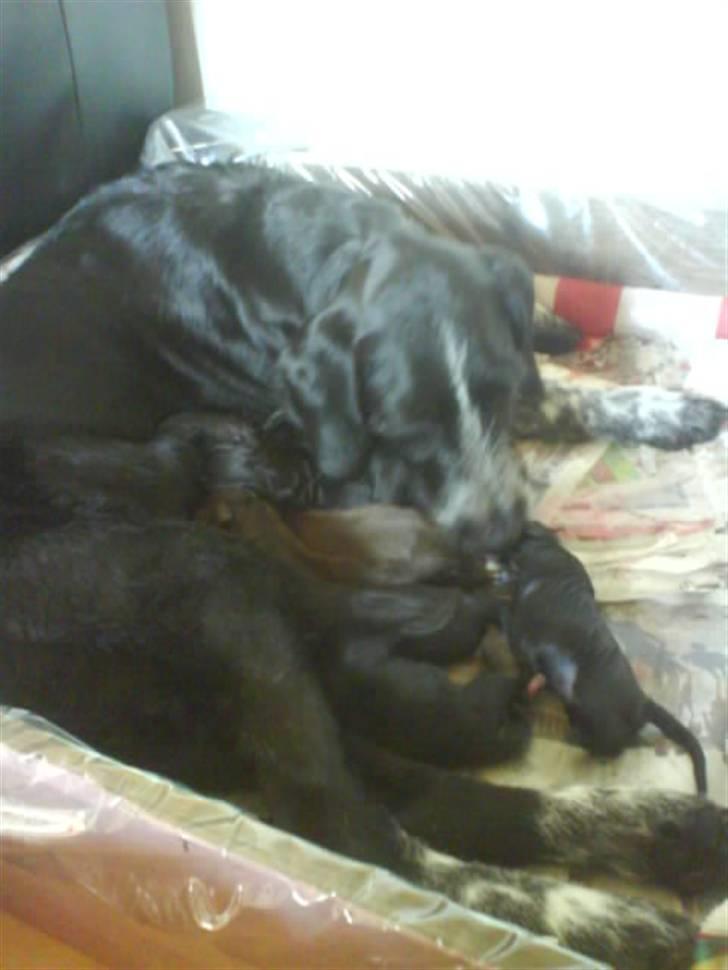 Blanding af racer Mille <3 R.I.P - Mille med sine hvalpe, fra det andet kuld hvalpe, hun har fået <3 :)   Hun er sååå stolt af sine hvalpe :) billede 1