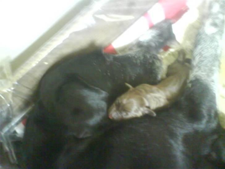 Blanding af racer Mille <3 R.I.P - Mille sammen med sin brune hvalp, fra sit 2 kuld. :) billede 2