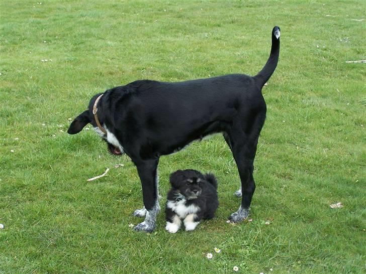 Blanding af racer Mille <3 R.I.P - Mille Kigger ned på En "Mini" Hun som hedder Lui <3 den er meget sød, og hun betragter den som hednes valp !! haha billede 3