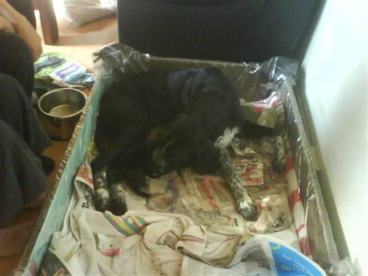 Blanding af racer Mille <3 R.I.P - Mille med sine hvalpe, fra det andet kuld hvalpe, hun har fået <3 :) billede 4