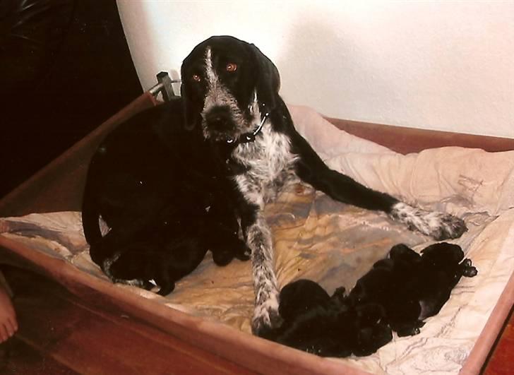 Blanding af racer Mille <3 R.I.P - Mille passer godt på¨sine hvalpe.. Her  er det, det første kuld hvalpe, hun har fået! :) billede 5