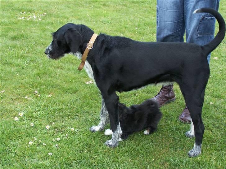 Blanding af racer Mille <3 R.I.P - Her er Mille med mini-hunden Lui under sig ! Ja Lui er altså ikke en valp ! Han er bare lille<3 Hehe billede 6