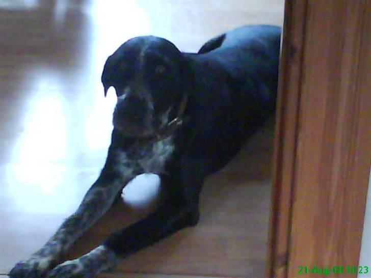 Blanding af racer Mille <3 R.I.P - Mille<33 billede 7