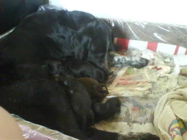 Blanding af racer Mille <3 R.I.P - Mille med sine hvalpe, fra det andet kuld hvalpe, hun har fået <3 :) billede 8