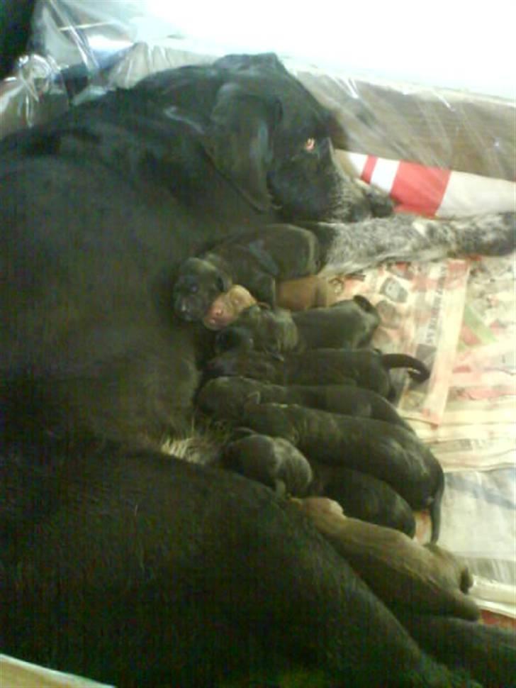 Blanding af racer Mille <3 R.I.P - Mille med sine hvalpe, fra det andet kuld hvalpe, hun har fået <3 :) billede 9