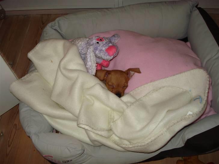 Blanding af racer Mini billede 7