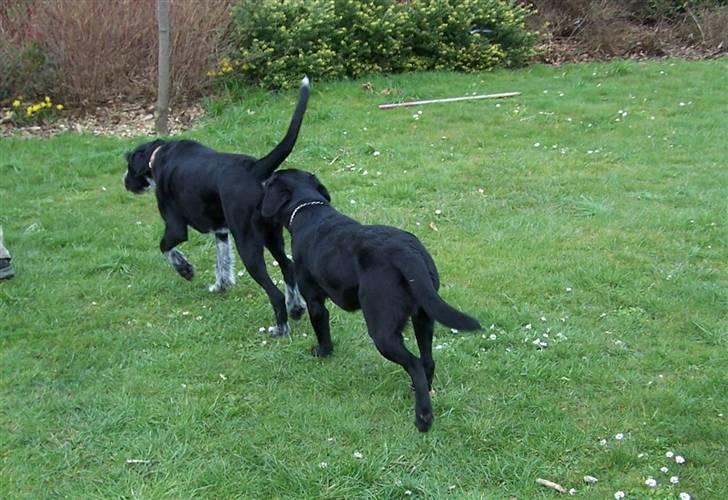 Blanding af racer Mille <3 R.I.P - Hovsa...:b....Det er Mille der er forrest, og en hund som hedder Samson bagerst hehe<3 billede 10