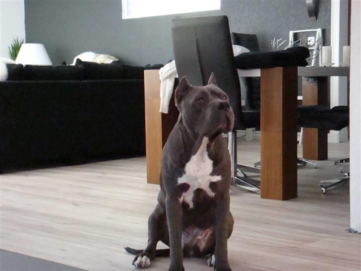 Amerikansk staffordshire terrier cosmo billede 1