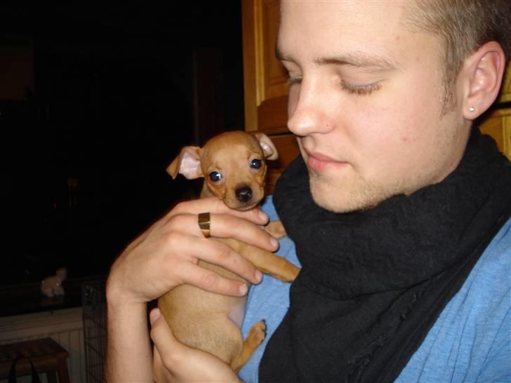 Blanding af racer Mini billede 8