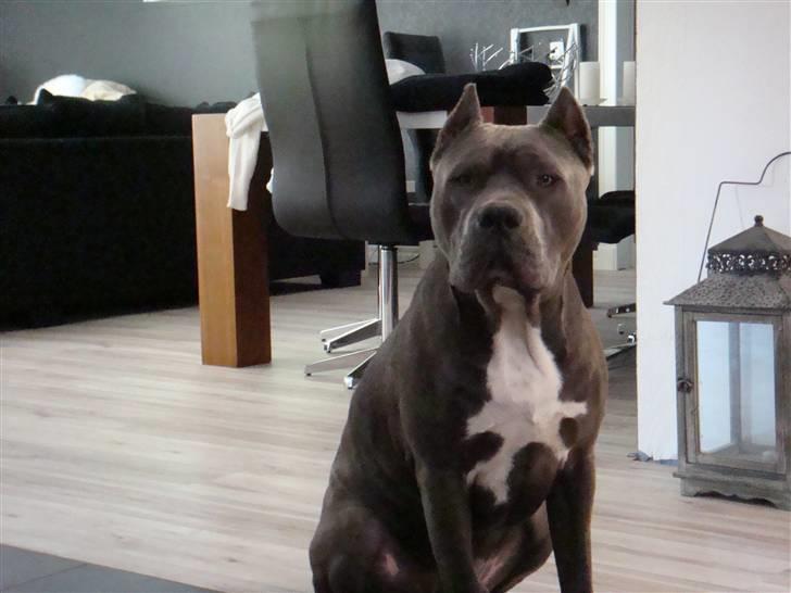 Amerikansk staffordshire terrier cosmo billede 2