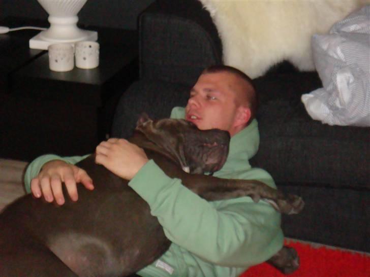 Amerikansk staffordshire terrier cosmo - hygge med far billede 3