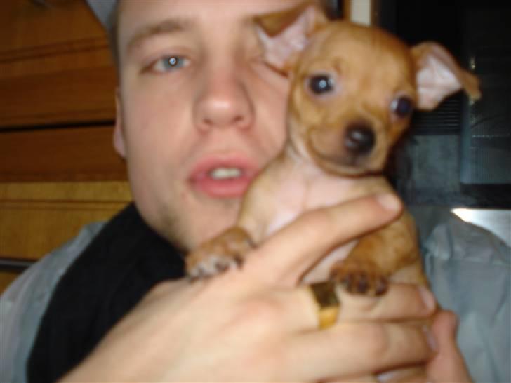 Blanding af racer Mini billede 9