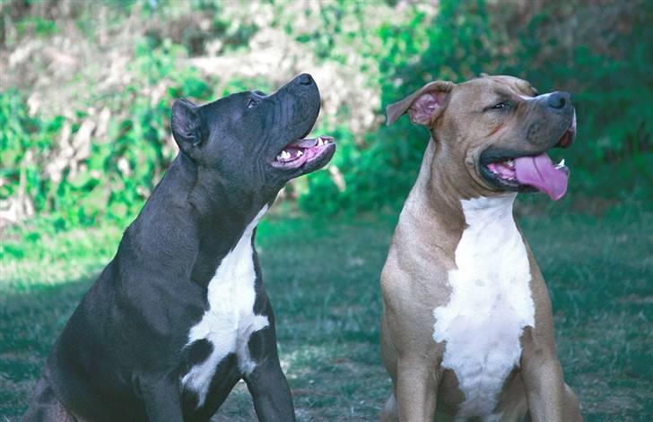 Amerikansk staffordshire terrier cosmo billede 4