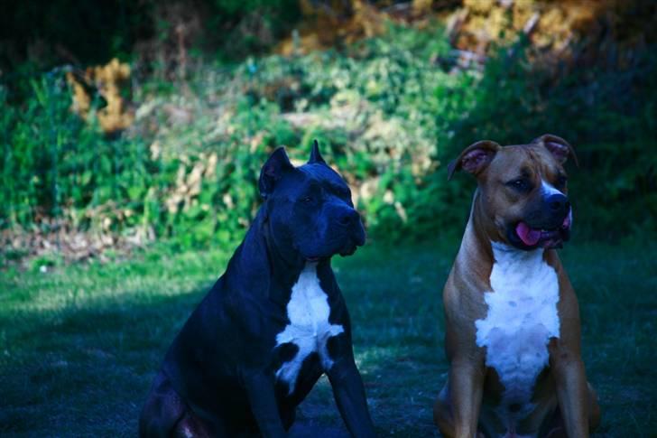 Amerikansk staffordshire terrier cosmo billede 5