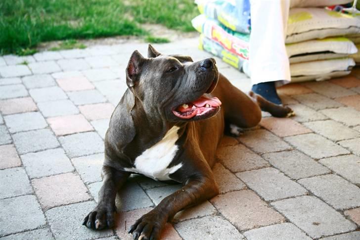 Amerikansk staffordshire terrier cosmo - Dejligt i haven om sommeren billede 6