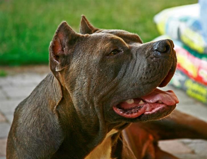 Amerikansk staffordshire terrier cosmo - Er der mon en godbid til mig? billede 7