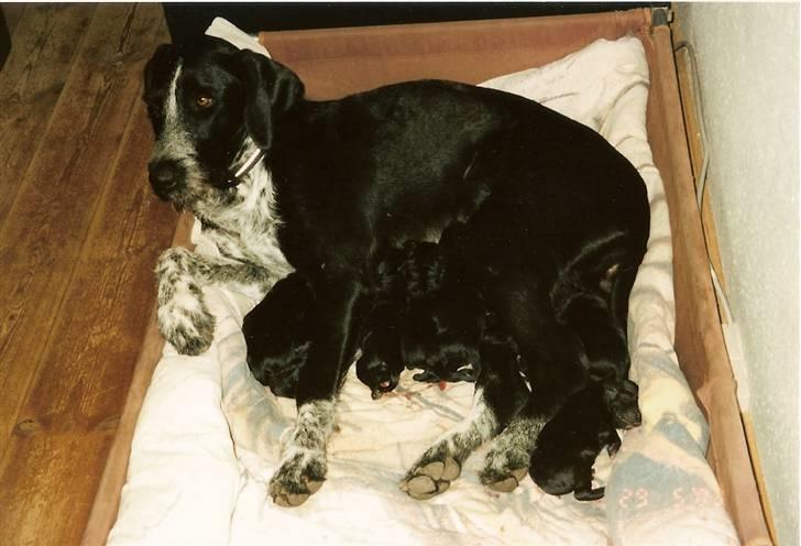 Blanding af racer Mille <3 R.I.P - Mille<3 Med sine smukke valpe på meget få uger<3 hehe, Den stolte mor ; <33 i: billede 11