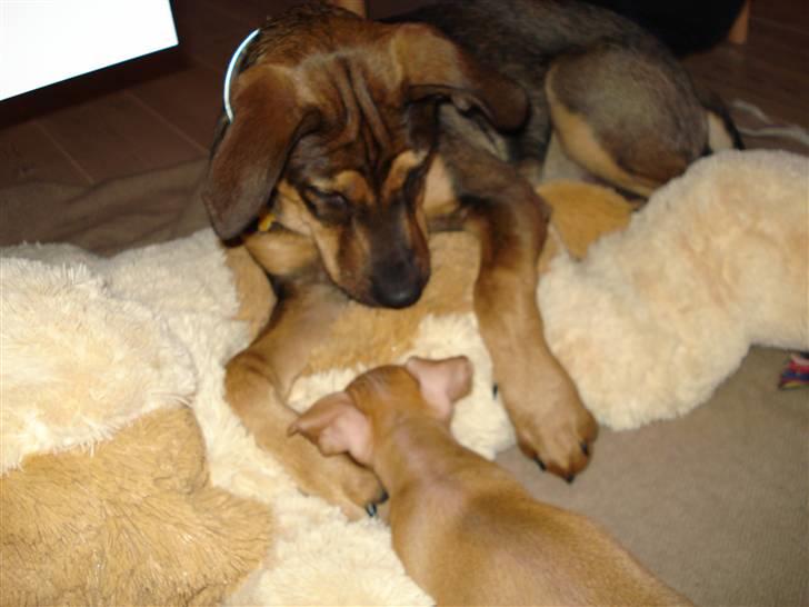 Blanding af racer Luca - Nu har jeg endelig fået min lillesøster hjem :D Hende skal jeg passe på. billede 11