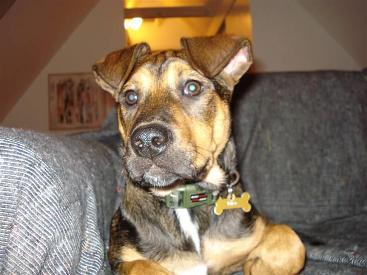 Blanding af racer Luca billede 13