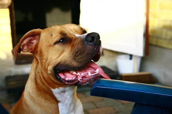 Blanding af racer Dollar billede 1