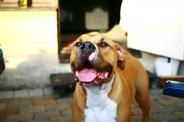 Blanding af racer Dollar billede 2