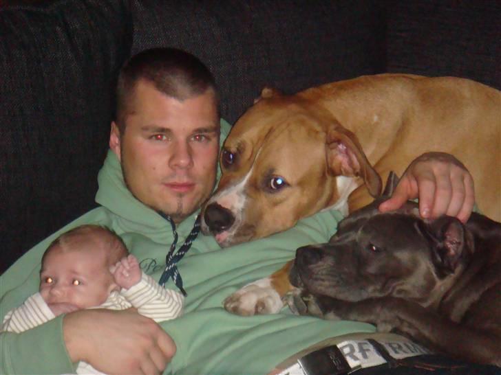 Blanding af racer Dollar billede 5