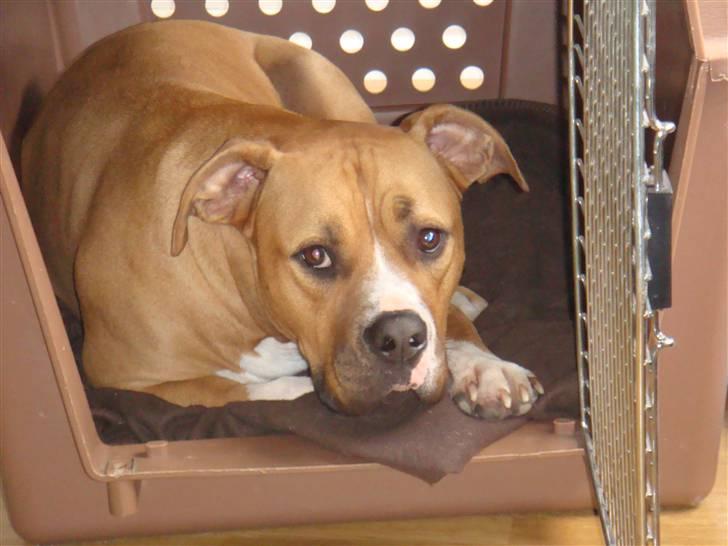 Blanding af racer Dollar billede 6