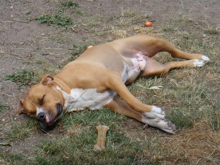 Blanding af racer Dollar billede 7