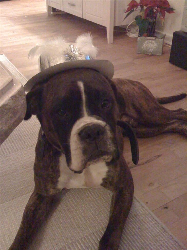 Boxer Buller - skal vi snart ha champagne eller hvad ??? nytårsaften  billede 8
