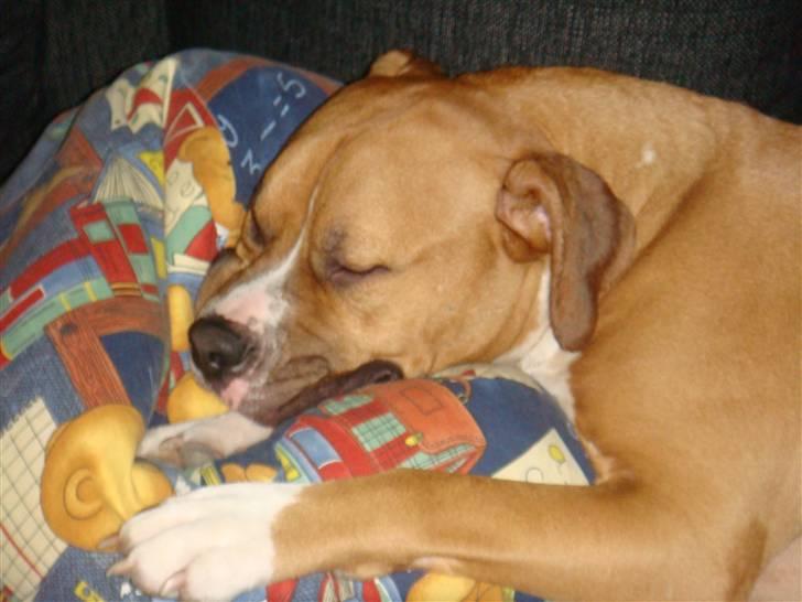 Blanding af racer Dollar billede 8