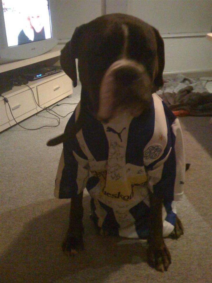 Boxer Buller - En rigtig fodboldfan :) billede 9